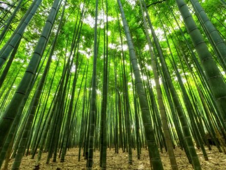 bamboo