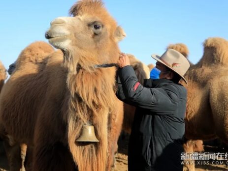 A thousand camels with necklaces
