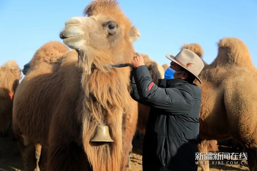 A thousand camels with necklaces