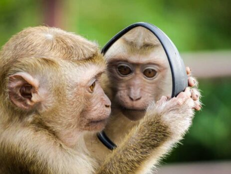 Monkey face recognition technology