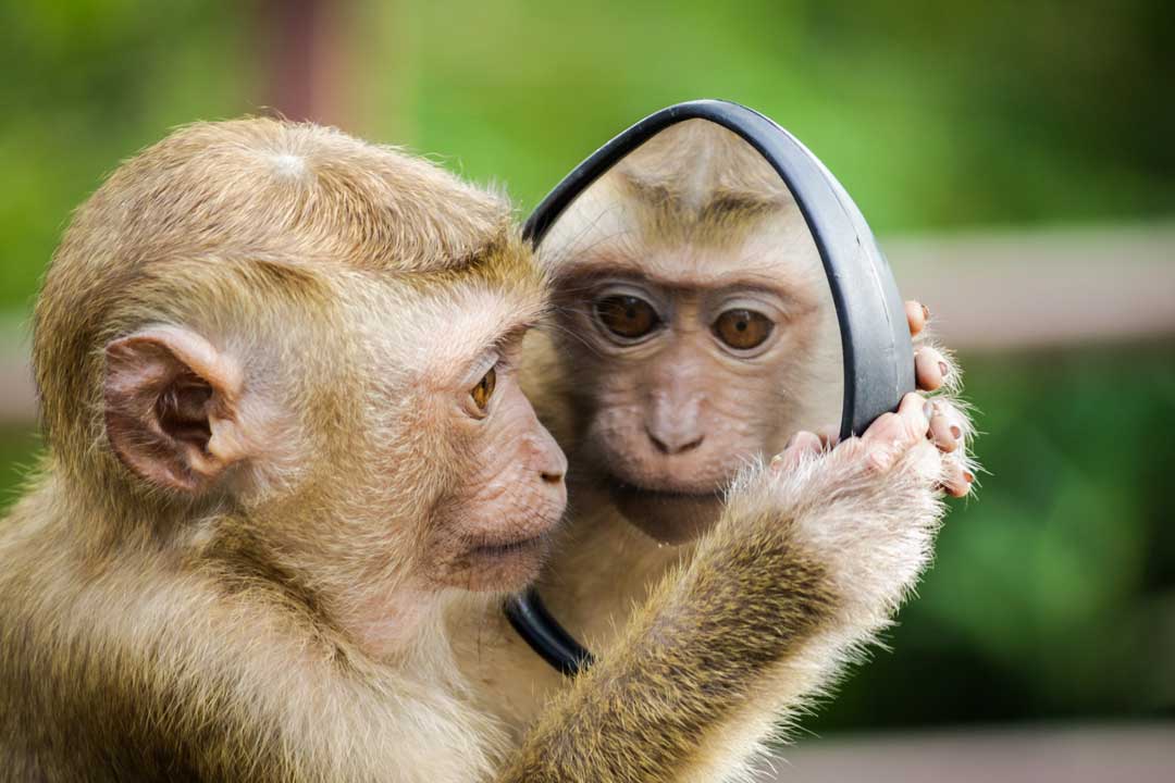 Monkey face recognition technology